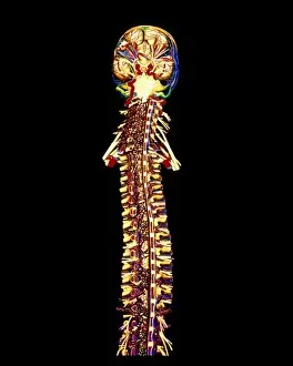 Back Bone Gallery: Illustration of the human spine and brain