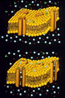 Illustration of ion chanels in plasma membrane Illustration of ion chanels in plasma membrane