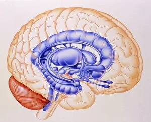Images Dated 6th May 2003: Illustration of the limbic system of the brain