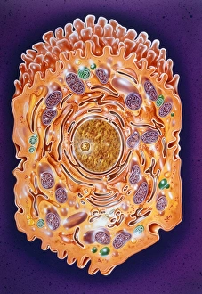 Images Dated 27th February 1992: Illustration of a liver cell