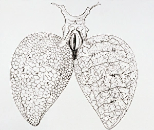 Illustration from Malpighis book On the Lungs Illustration from Malpighis book On the Lungs