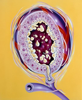 Images Dated 27th February 1992: Illustration of a milk gland in the breast