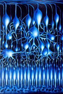 Illustration of nerve cells in mammalian retina Illustration of nerve cells in mammalian retina