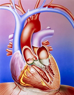 Illustration of a partly-dissected normal heart Illustration of a partly-dissected normal heart