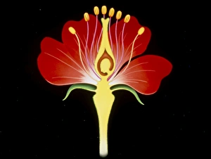 Illustration of the parts of a flower Illustration of the parts of a flower