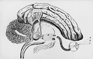 Images Dated 24th March 2004: Illustration of pineal gland from Descartes book