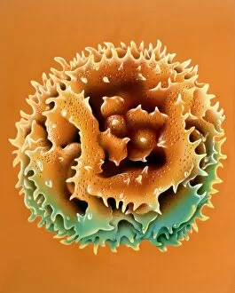 Images Dated 19th February 1992: Illustration of a pollen grain