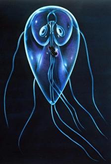 Illustration of the protozoan, Giardia lamblia Illustration of the protozoan, Giardia lamblia
