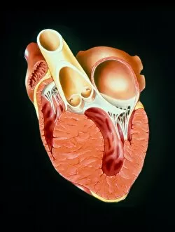 Images Dated 5th September 2002: Illustration of section through human heart