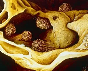 Images Dated 13th May 1987: Illustration showing alveoli in the human lung