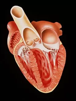 Images Dated 14th December 1988: Illustration showing the heart in cross-section