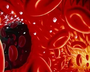 Illustration showing interior of a blood vessel