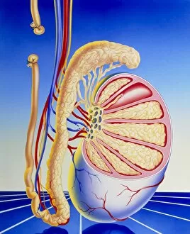 Birth Control Treatment Gallery: Illustration of vasectomy with structure of testis