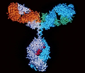 Images Dated 16th May 2003: Immunoglobulin G antibody