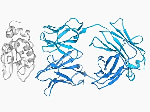 Immunology Gallery: Immunoglobulin G antibody and egg white F006 / 9682