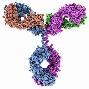Biochemistry Gallery: Immunoglobulin G antibody molecule