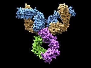 Biochemistry Gallery: Immunoglobulin G antibody molecule F007 / 9894