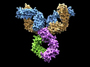 Immunology Gallery: Immunoglobulin G antibody molecule F007 / 9894