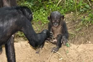 Infant bonobo ape and mother