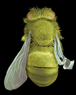 Infected bee, SEM Infected bee, SEM