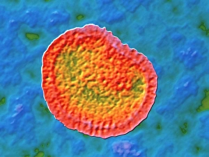 Influenza virus Influenza virus