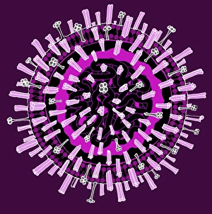 Influenza virus, illustration C018/0735 Influenza virus, illustration C018/0735