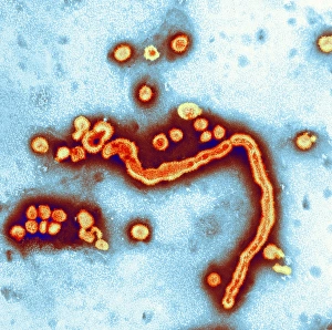Influenzavirus A, TEM Influenzavirus A, TEM