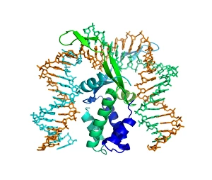 Molecular Model Of DNA Prints: Integration host factor and DNA