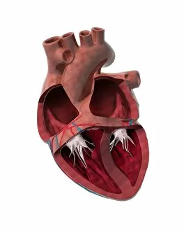 Atria Gallery: Internal heart anatomy, artwork