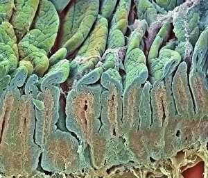 Images Dated 1st May 2003: Intestinal lining, SEM