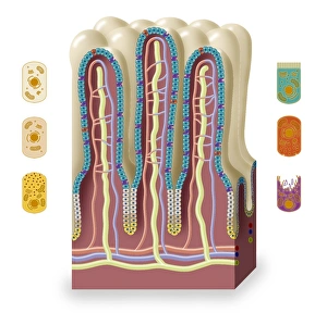 Stem Cell Gallery: Intestinal villi anatomy, artwork