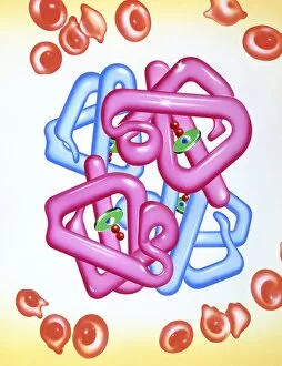 Iron deficient blood cells & haemoglobin molecule