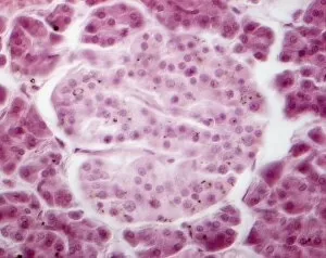 Histological Collection: Islet of Langerhans, light micrograph