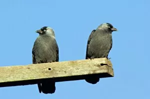 Perching Gallery: Two Jackdaws