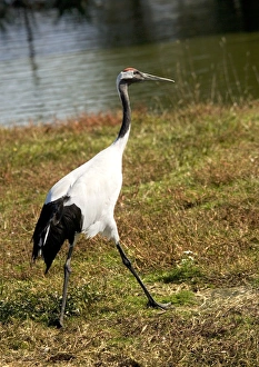 Japanese crane Japanese crane