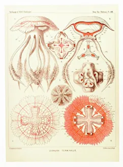 Aquatic Gallery: Jelly fish, artwork