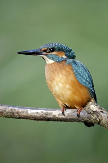 Juvenile common kingfisher Juvenile common kingfisher