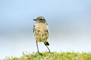 Whinchat Gallery: Juvenile whinchat