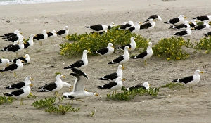 Kelp gulls on a beach Kelp gulls on a beach