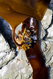 Kelp holdfast (Laminaria digitata) Kelp holdfast (Laminaria digitata)