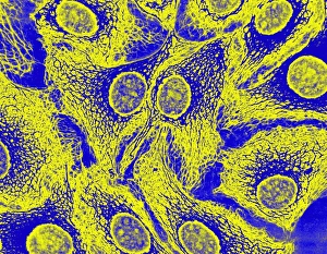 Fluorescence Micrograph Gallery: Keratinocyte skin cells, light micrograph