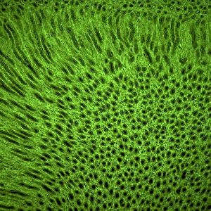 Confocal Gallery: Kidney tissue, confocal micrograph C014 / 4611