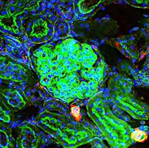 Nuclei Gallery: Kidney tissue, fluorescence micrograph C016 / 8486