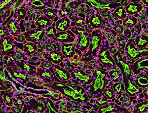 Stained Gallery: Kidney tubules in section