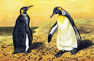 Images Dated 17th June 2004: King penguins