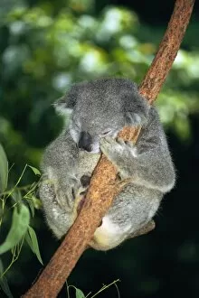 Images Dated 24th January 2003: Koala sleeping