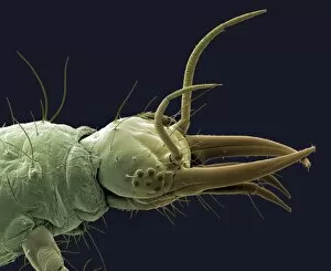 Biological Control Collection: Lacewing larva head, SEM