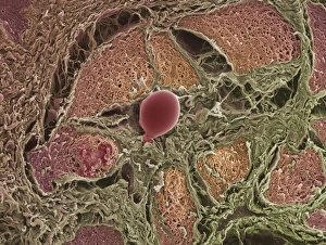 Lacrimal gland, SEM