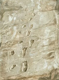 Palaeontology Gallery: Laetoli fossil footprints