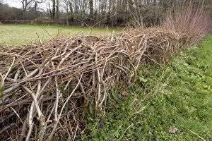 Impenetrable Gallery: Laid hedgerow